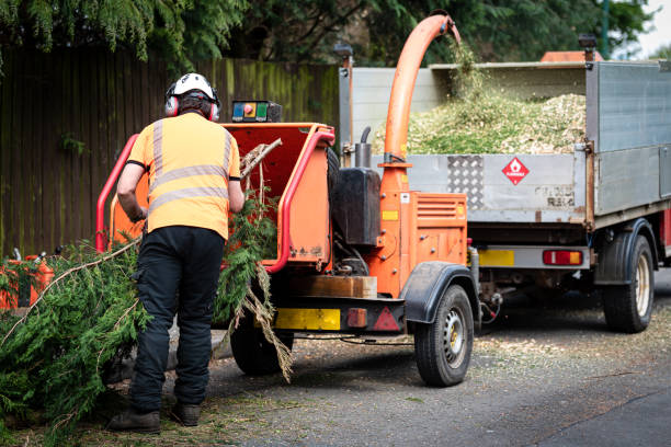 Tree Removal for Businesses in Bethel, WA